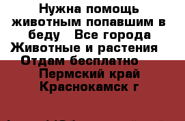 Нужна помощь животным попавшим в беду - Все города Животные и растения » Отдам бесплатно   . Пермский край,Краснокамск г.